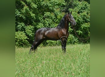 Tennessee walking horse, Ruin, 4 Jaar, 152 cm, Zwart