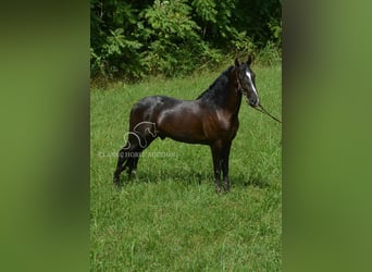 Tennessee walking horse, Ruin, 4 Jaar, 152 cm, Zwart