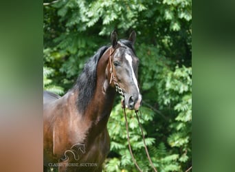 Tennessee walking horse, Ruin, 4 Jaar, 152 cm, Zwart