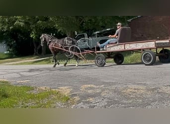 Tennessee walking horse, Ruin, 4 Jaar, 152 cm, Zwart