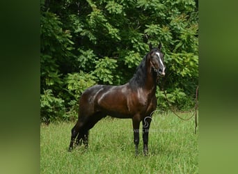 Tennessee walking horse, Ruin, 4 Jaar, 152 cm, Zwart