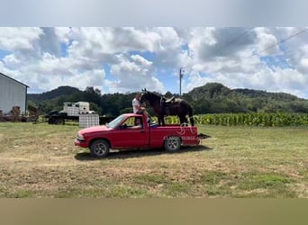 Tennessee walking horse, Ruin, 4 Jaar, 152 cm, Zwart