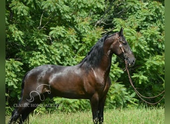 Tennessee walking horse, Ruin, 4 Jaar, 152 cm, Zwart