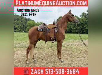 Tennessee walking horse, Ruin, 4 Jaar, 157 cm, Roodvos