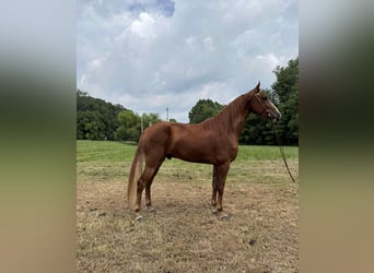 Tennessee walking horse, Ruin, 4 Jaar, 157 cm, Roodvos