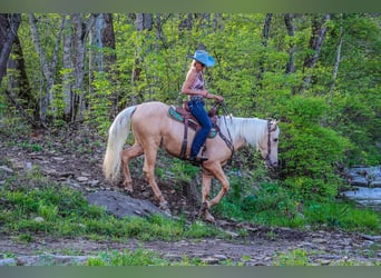 Tennessee walking horse, Ruin, 4 Jaar, Palomino