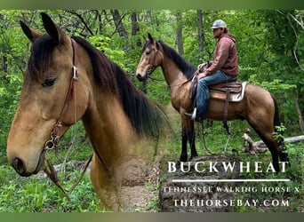 Tennessee walking horse Mix, Ruin, 5 Jaar, 150 cm, Buckskin