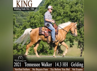 Tennessee walking horse, Ruin, 5 Jaar, 150 cm, Palomino