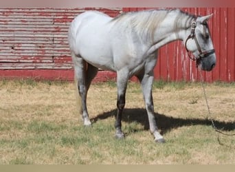 Tennessee walking horse, Ruin, 5 Jaar, 150 cm, Schimmel