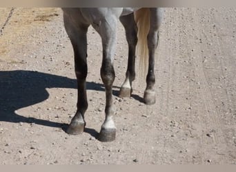 Tennessee walking horse, Ruin, 5 Jaar, 150 cm, Schimmel