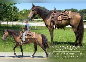 Tennessee walking horse, Ruin, 5 Jaar, 152 cm, Buckskin