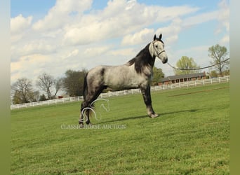 Tennessee walking horse, Ruin, 5 Jaar, 152 cm, Schimmel
