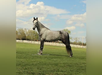 Tennessee walking horse, Ruin, 5 Jaar, 152 cm, Schimmel