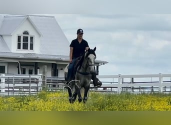 Tennessee walking horse, Ruin, 5 Jaar, 152 cm, Schimmel