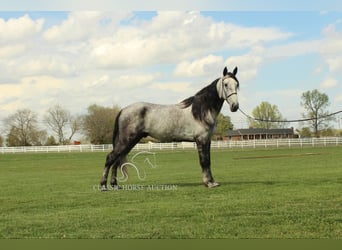 Tennessee walking horse, Ruin, 5 Jaar, 152 cm, Schimmel