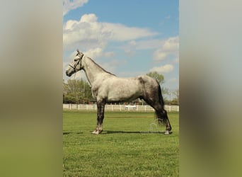 Tennessee walking horse, Ruin, 5 Jaar, 152 cm, Schimmel