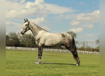 Tennessee walking horse, Ruin, 5 Jaar, 152 cm, Schimmel