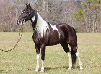 Tennessee walking horse, Ruin, 5 Jaar, 152 cm, Zwart