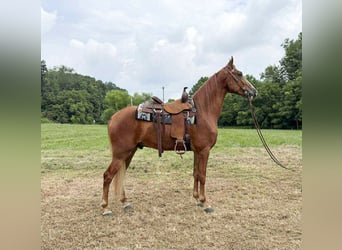 Tennessee walking horse, Ruin, 5 Jaar, 157 cm, Roodvos