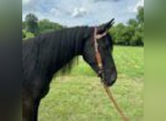 Tennessee walking horse, Ruin, 5 Jaar, 157 cm, Zwart