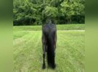 Tennessee walking horse, Ruin, 5 Jaar, 157 cm, Zwart
