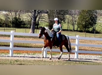Tennessee walking horse, Ruin, 6 Jaar, 147 cm, Gevlekt-paard