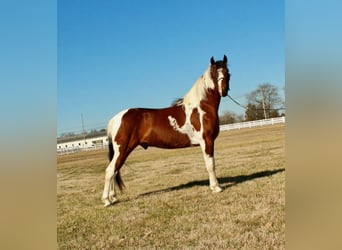 Tennessee walking horse, Ruin, 6 Jaar, 147 cm, Gevlekt-paard