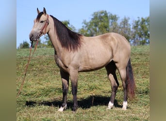 Tennessee walking horse, Ruin, 6 Jaar, 152 cm, Buckskin