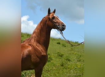 Tennessee walking horse, Ruin, 6 Jaar, 152 cm, Palomino