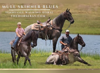 Tennessee walking horse, Ruin, 6 Jaar, 157 cm, Roan-Blue