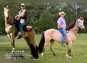Tennessee walking horse, Ruin, 6 Jaar, 160 cm, Buckskin