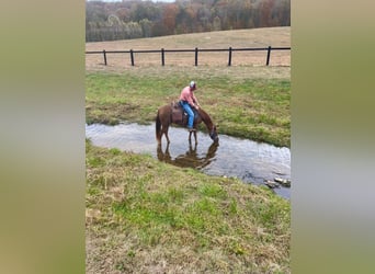 Tennessee walking horse, Ruin, 7 Jaar, 142 cm, Donkere-vos