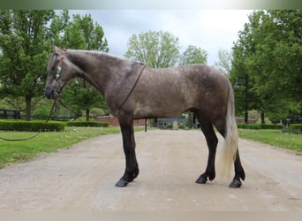 Tennessee walking horse, Ruin, 7 Jaar, 147 cm, Roodbruin