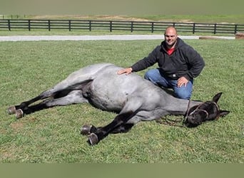 Tennessee walking horse, Ruin, 7 Jaar, 152 cm, Roan-Blue