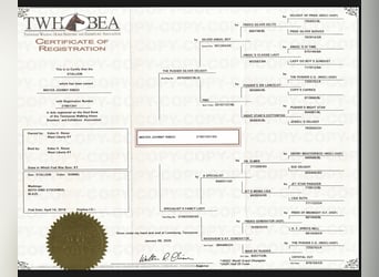 Tennessee walking horse, Ruin, 7 Jaar, 155 cm, Donkere-vos