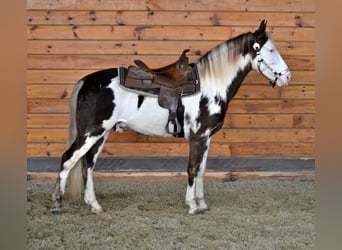 Tennessee walking horse, Ruin, 7 Jaar, 155 cm, Overo-alle-kleuren