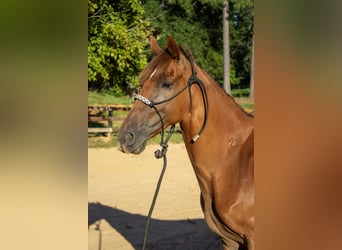 Tennessee walking horse, Ruin, 8 Jaar, 142 cm, Donkere-vos