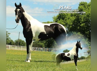 Tennessee walking horse, Ruin, 8 Jaar, 152 cm, Tobiano-alle-kleuren