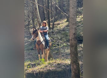 Tennessee walking horse, Ruin, 9 Jaar, 142 cm, Buckskin