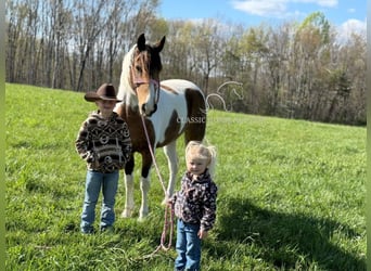 Tennessee walking horse, Ruin, 9 Jaar, 142 cm, Buckskin