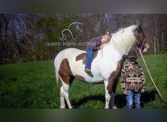 Tennessee walking horse, Ruin, 9 Jaar, 142 cm, Buckskin