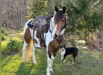 Tennessee walking horse, Ruin, 9 Jaar, 142 cm, Buckskin