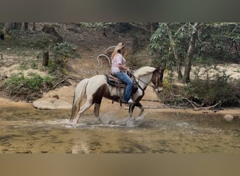 Tennessee walking horse, Ruin, 9 Jaar, 142 cm, Buckskin