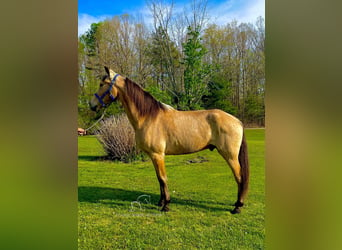 Tennessee walking horse, Ruin, 9 Jaar, 152 cm, Buckskin