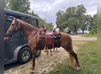 Tennessee walking horse, Ruin, 9 Jaar, 152 cm, Palomino