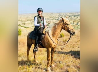 Tennessee walking horse, Ruin, 9 Jaar, 152 cm, Palomino