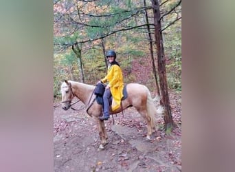 Tennessee walking horse, Ruin, 9 Jaar, 152 cm, Palomino