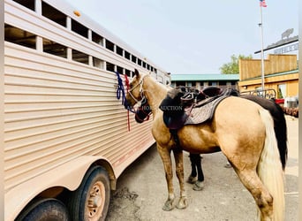 Tennessee walking horse, Ruin, 9 Jaar, 152 cm, Palomino