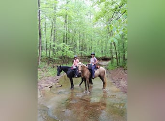 Tennessee walking horse, Ruin, 9 Jaar, 152 cm, Palomino