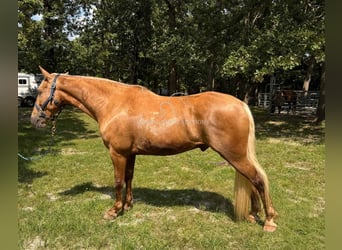 Tennessee walking horse, Ruin, 9 Jaar, 152 cm, Palomino